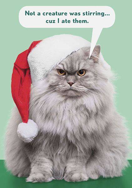 xmascat.jpg