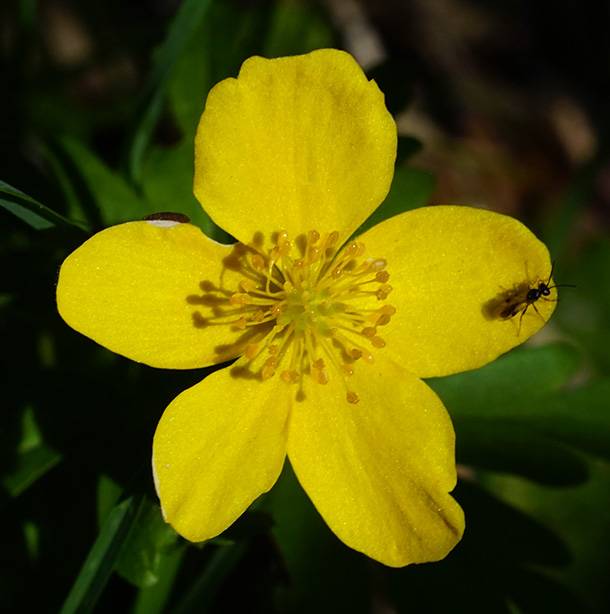 Yellow anemone (2).jpg