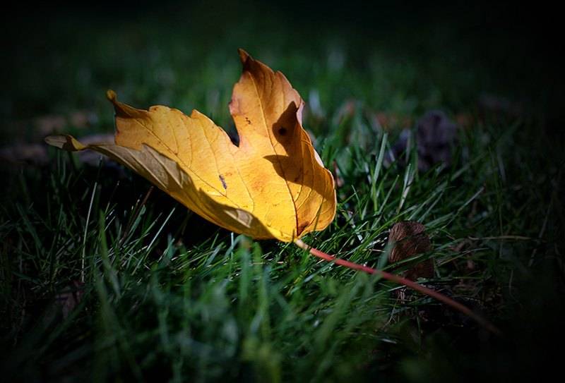 Yellow Autumn Leaf.jpg