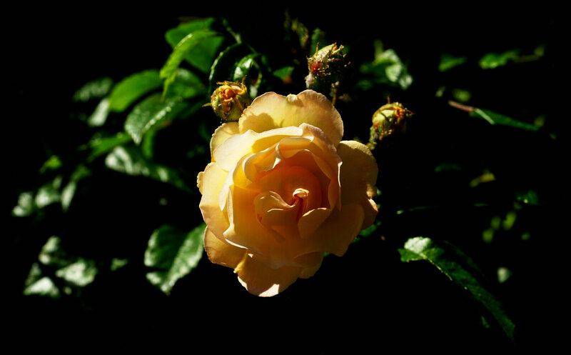 Yellow rose.jpg