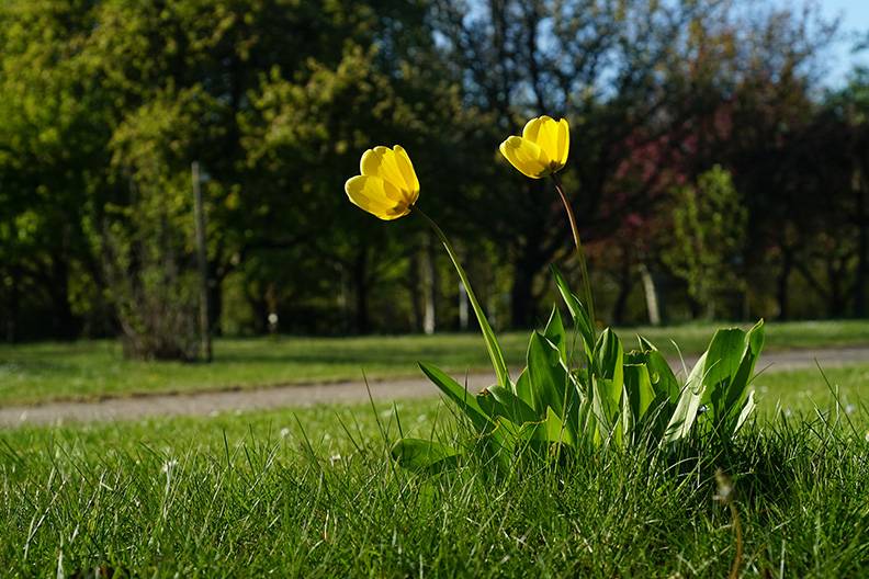Yellow tulip (1a).jpg