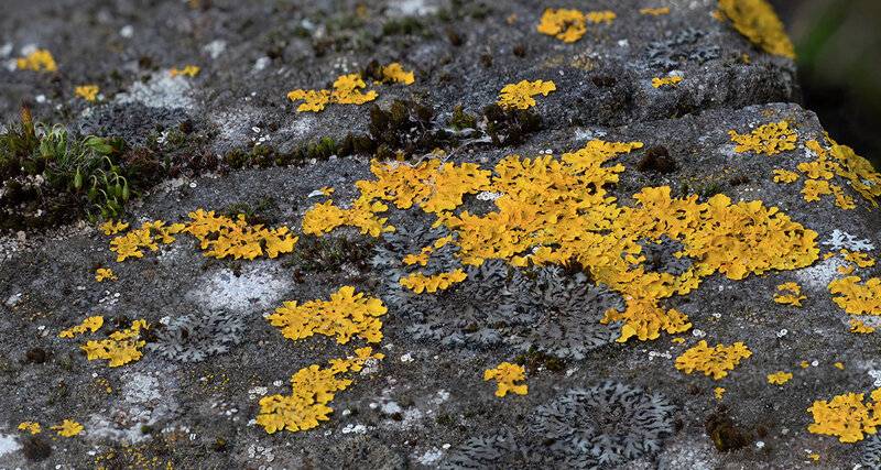 yellow wall lichen on rock.jpg