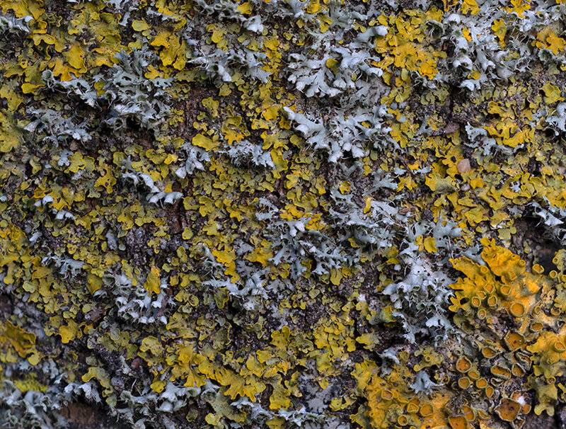 yellow wall lichen on tree.jpg