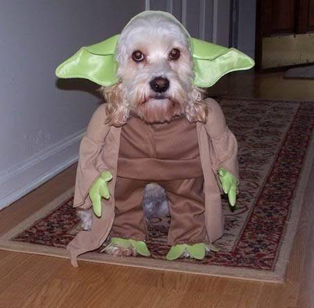 Yoda.jpg