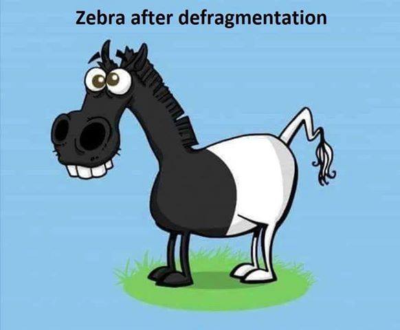 zebra.jpeg