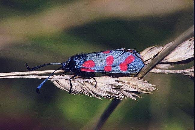 Zygaena_filipendulae.jpg