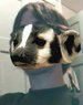 shorthair_badger.jpg