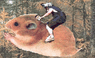 shawn-air-hamster.gif