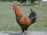 chicken.jpg