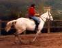 horses_0001.jpg