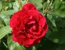 rose.jpg