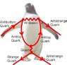 Pinguindiagramm.jpg
