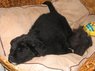 birthday and puppy october 08 029.JPG