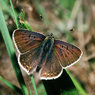 Sooty Copper.jpg