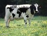 WorldMapOnCow.jpg
