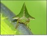 keeled treehopper.jpg