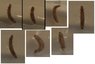 Its Not a Worm 2.JPG