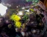 DendroPhoneCam1.jpg