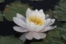 Lily_100_6713.JPG
