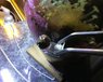 MicroMariculture1.jpg