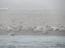 sealions.JPG