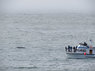 whale.JPG