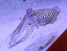 2016.06.20.Cuttlefish.Monterey.Bay.Aquarium.png