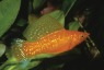 aquarium-964237_960_720.jpg