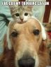 ive-got-my-thinking-cat-on.jpg