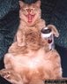 drunkcat2.jpg