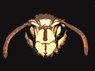 wasp_ed2.jpg
