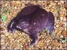 _39462212_frog_bossuyt_a203.jpg