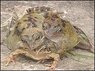 _39920559_frog.jpg