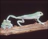 ho_monkey_frog_040526_nh.jpg
