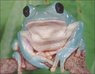 ho_dumpy_frog_040526_ssh.jpg