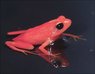 ho_mantella_frog_040526_ssh.jpg