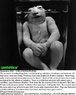 foetus3-b.jpg
