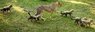 Cheetah cubs (r1822765184).jpg