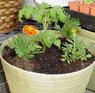 garden newbie mistake.jpg