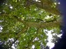 IMG00009-20100612-1711.jpg