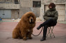 dogs-puppy-look-like-bears-12jpg.jpg