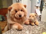 bear-like-dog-breeds-chow-chow.jpg