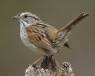 Swamp_Sparrow_m50-7-047_l_1.jpg