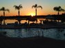 Florida Sunset copy.jpg
