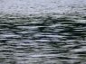 DSC05221_zpsjac80yyj.jpg