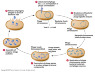 wpid-virulentphagelifecycle1335388305433.png