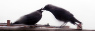 25450210497_805e762058_c.jpg