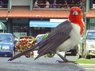 bird copy.jpg