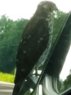 Bird.jpg