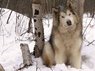 lynn-m-stone-alaskan-malamute-dog-usa_a-G-2635226-14258389.jpg